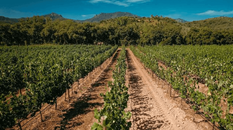 Rustic vineyard in Cannes with handcrafted wooden furniture.png
