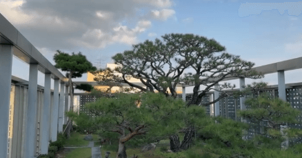 Sky Garden Rooftop Atrium With Bonsai Clusters and Skyline Views for Wellness Events